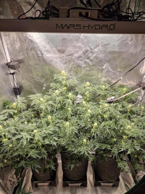 Mentha de Croco© Fern. Week 9