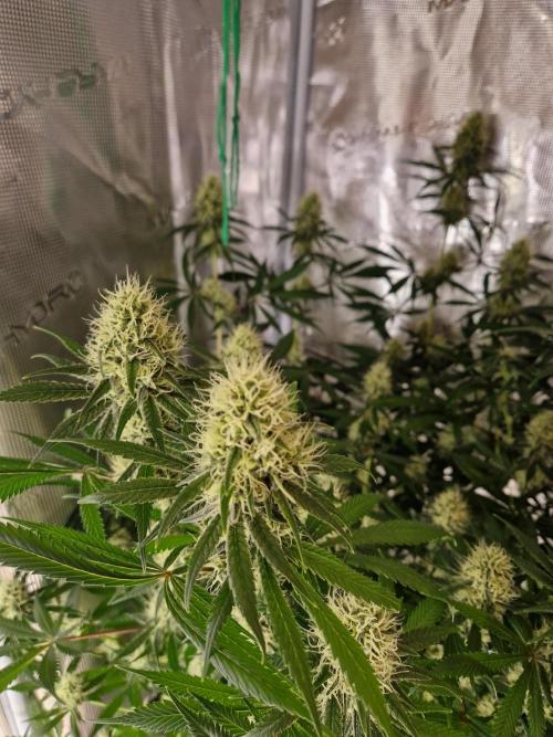 Zamnesia Grow Runtz. Week 12