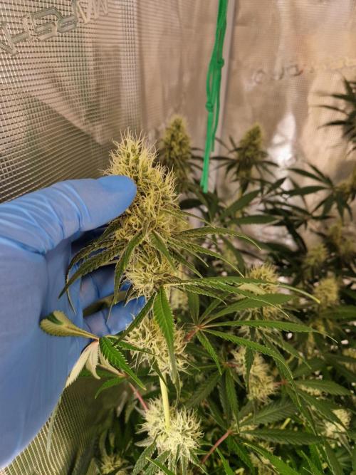 Zamnesia Grow Runtz. Week 12