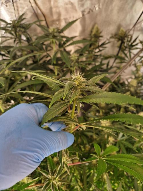 Zamnesia Grow Runtz. Week 12
