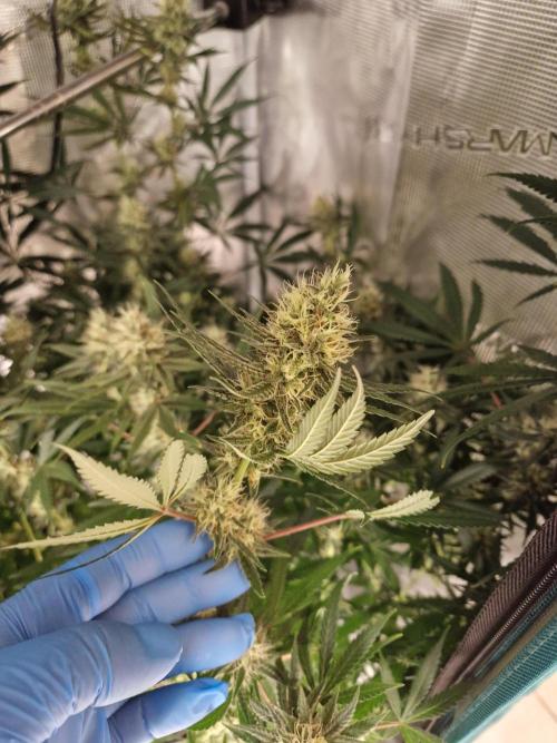 Zamnesia Grow Runtz. Week 12