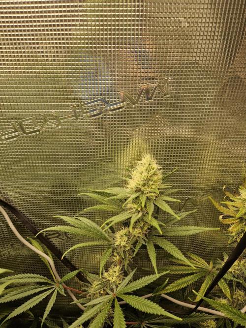 Zamnesia Grow Runtz. Week 12