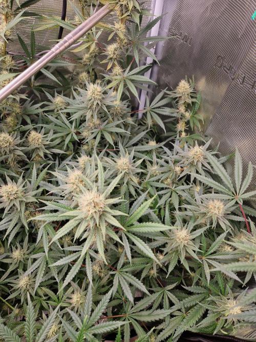 Zamnesia Grow Runtz. Week 12