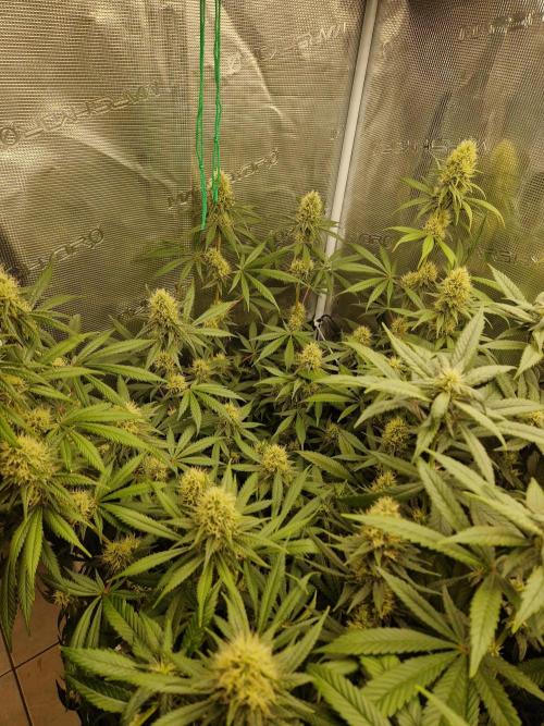 Zamnesia Grow Runtz. Week 12