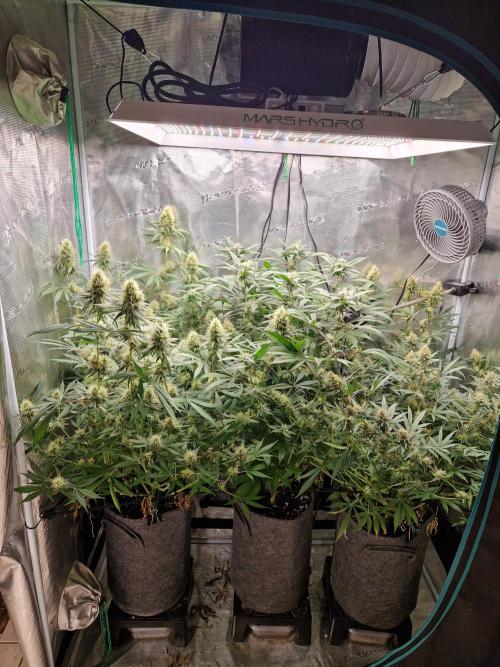 Zamnesia Grow Runtz. Week 12