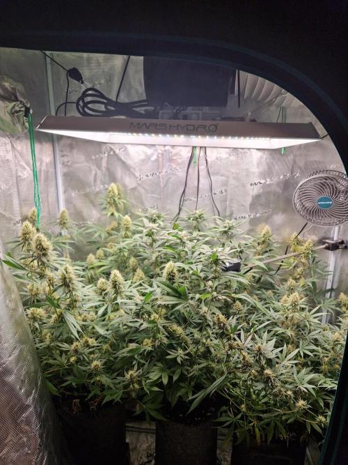 Zamnesia Grow Runtz. Week 12