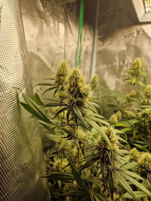 Zamnesia Grow Runtz. Week 12