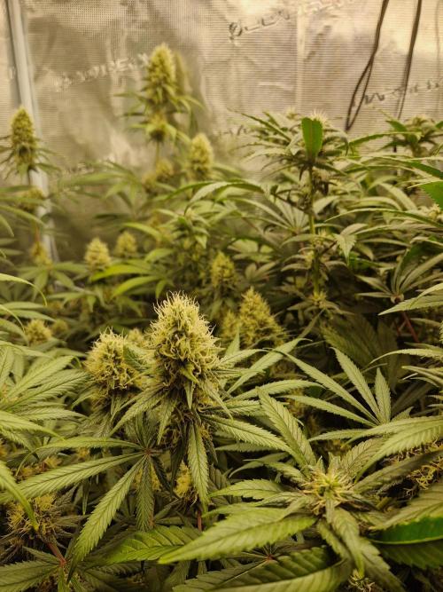 Zamnesia Grow Runtz. Week 12