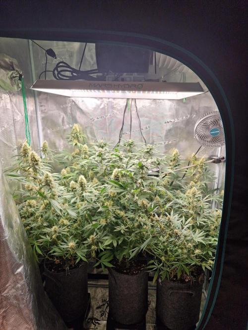 Zamnesia Grow Runtz. Week 12