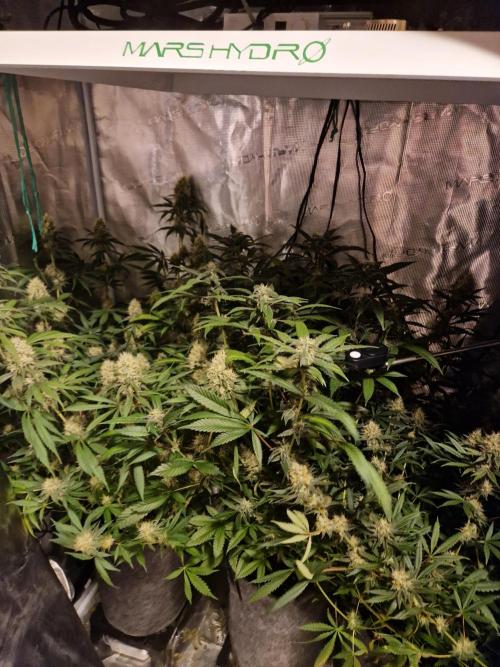 Zamnesia Grow Runtz. Week 12