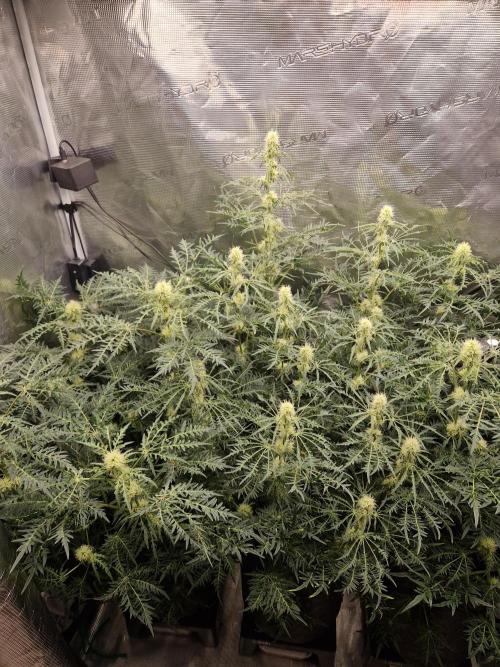 Mutanten. Week 10