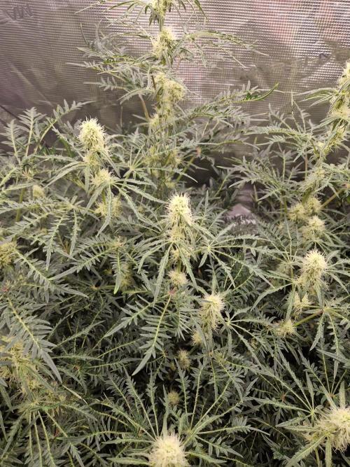 Mutanten. Week 10