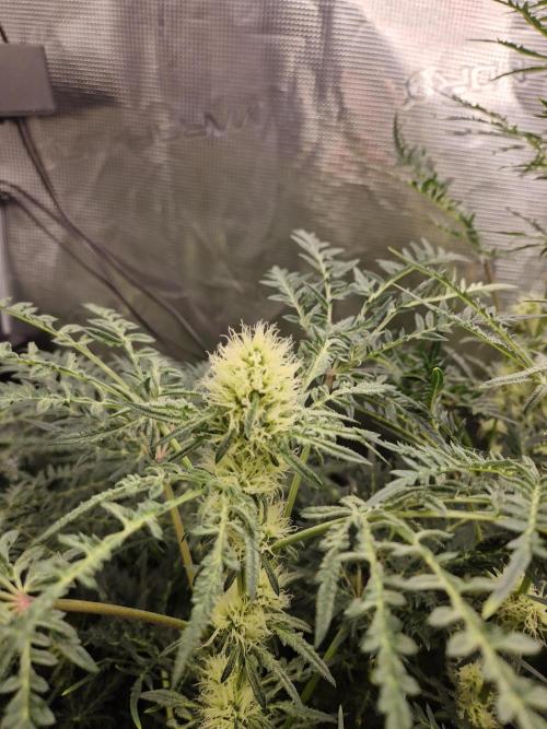Mutanten. Week 10