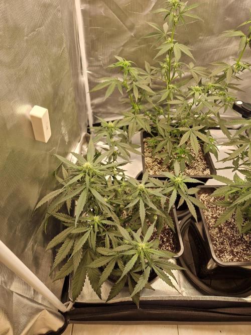 Poison. Week 6
