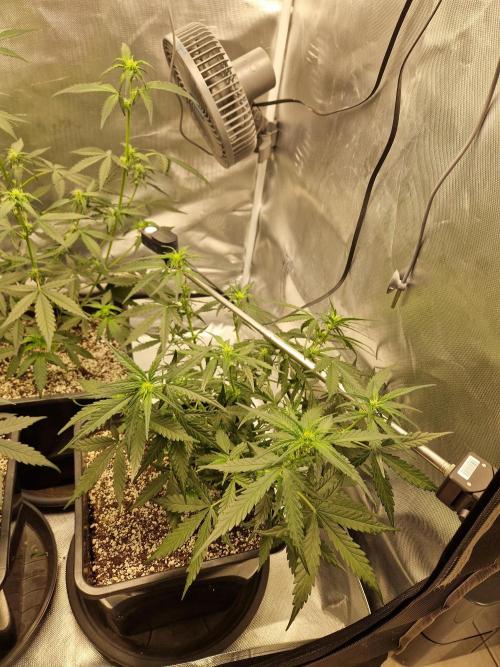 Poison. Week 6
