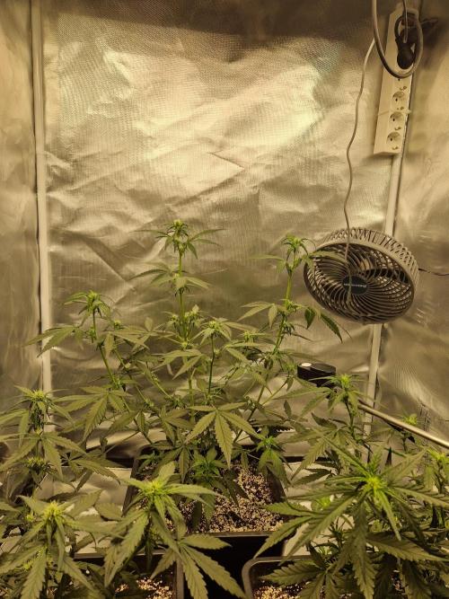 Poison. Week 6