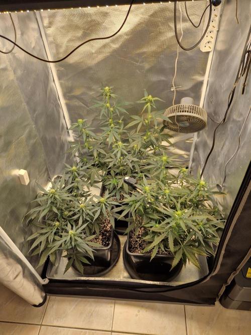 Poison. Week 6
