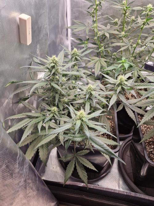 Poison. Week 6