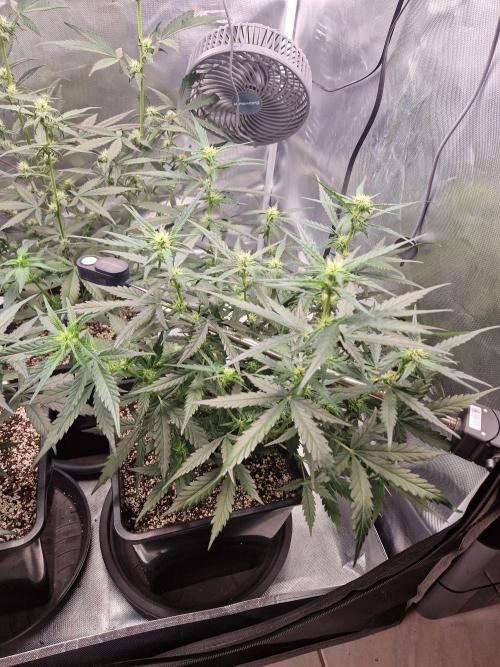 Poison. Week 6