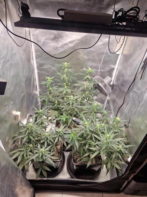Poison. Week 6