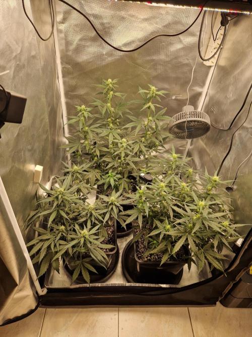 Poison. Week 6