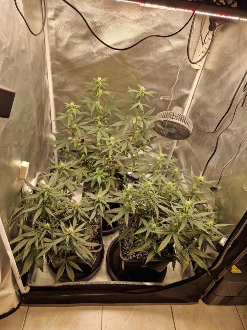 Poison. Week 6