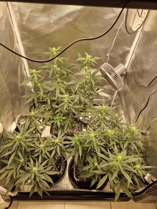 Poison. Week 6