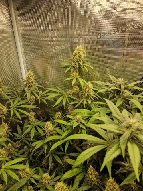 Zamnesia Grow Runtz. Week 13