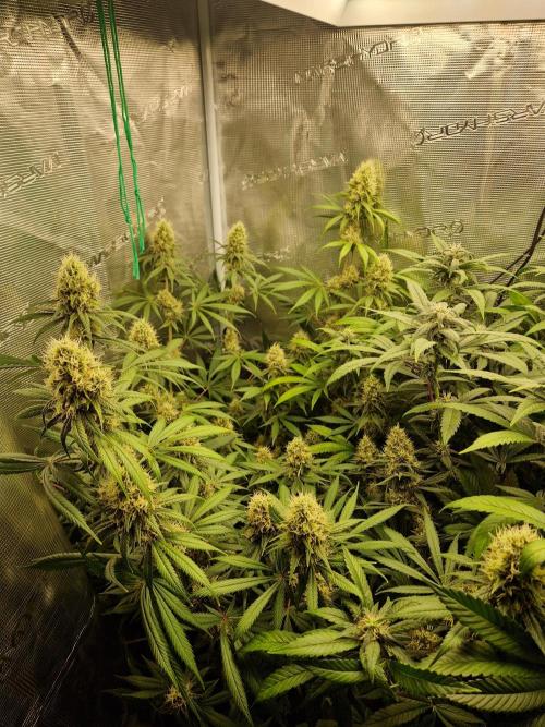 Zamnesia Grow Runtz. Week 13