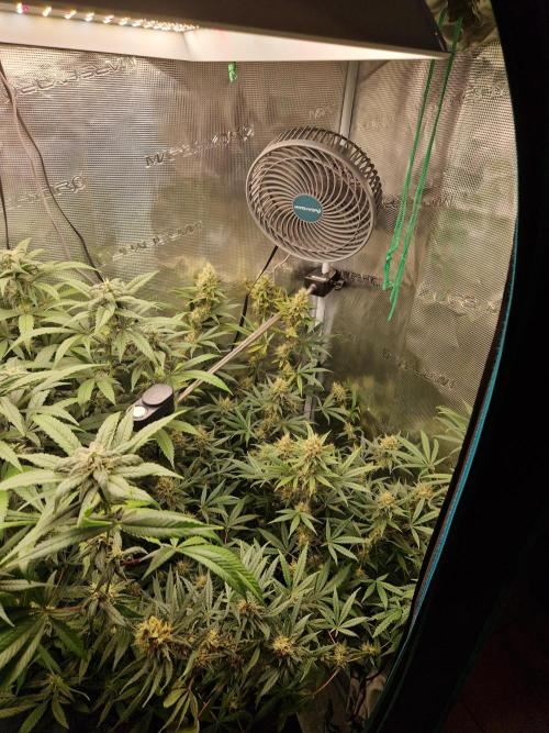 Zamnesia Grow Runtz. Week 13