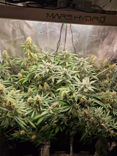 Zamnesia Grow Runtz. Week 13
