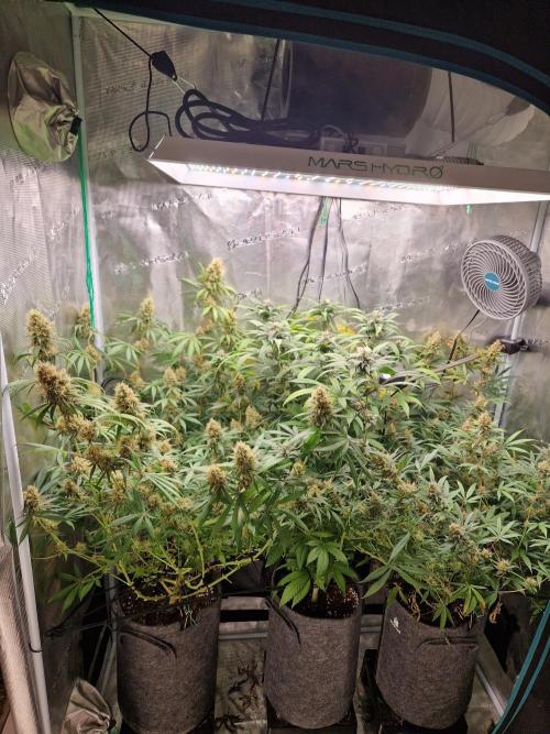 Zamnesia Grow Runtz. Week 13