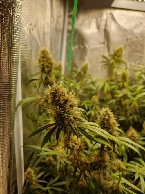 Zamnesia Grow Runtz. Week 13