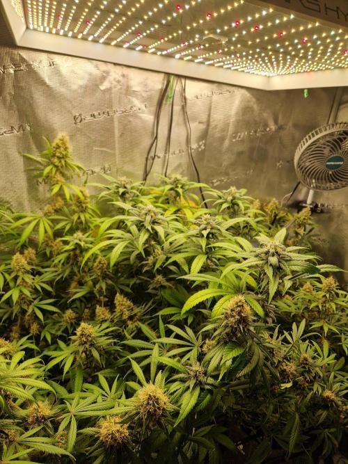 Zamnesia Grow Runtz. Week 13