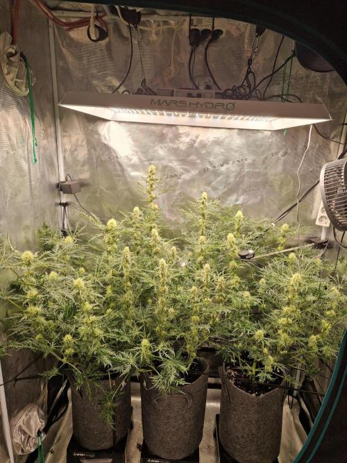 Mutanten. Week 11