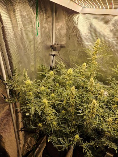 Mutanten. Week 11