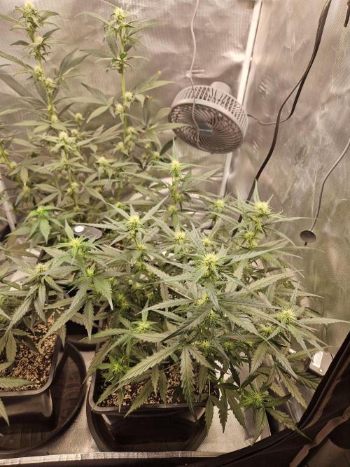 Poison. Week 7