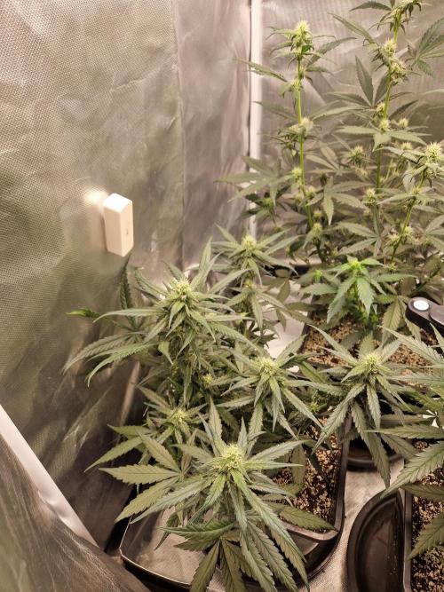 Poison. Week 7