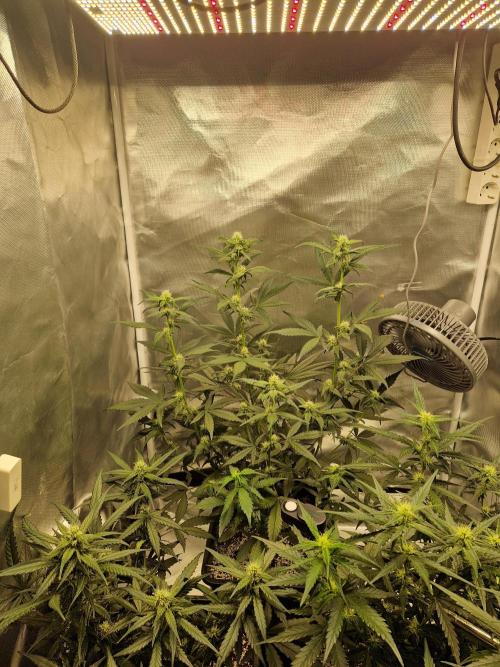 Poison. Week 7
