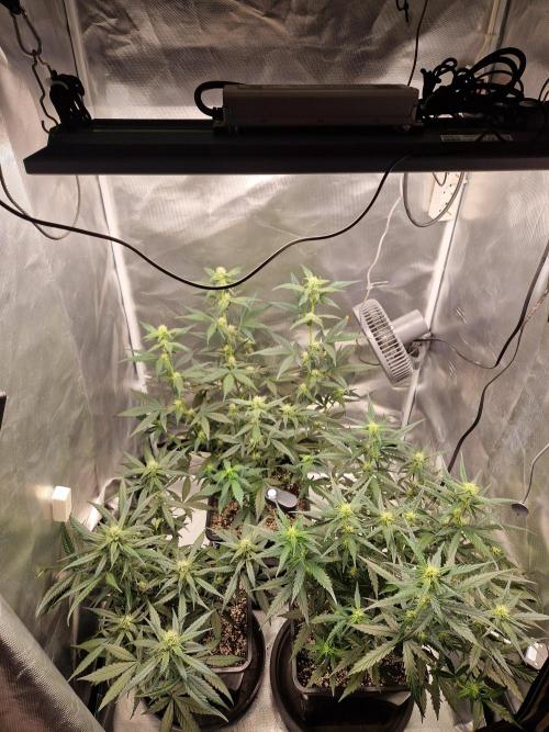 Poison. Week 7