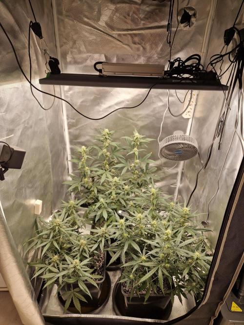 Poison. Week 7