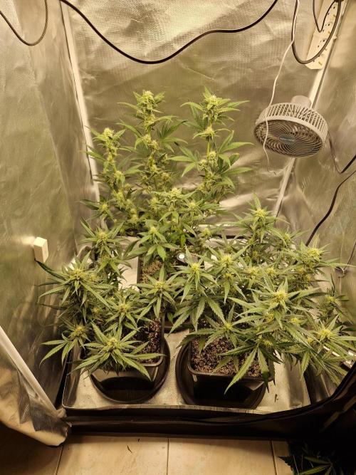 Poison. Week 7