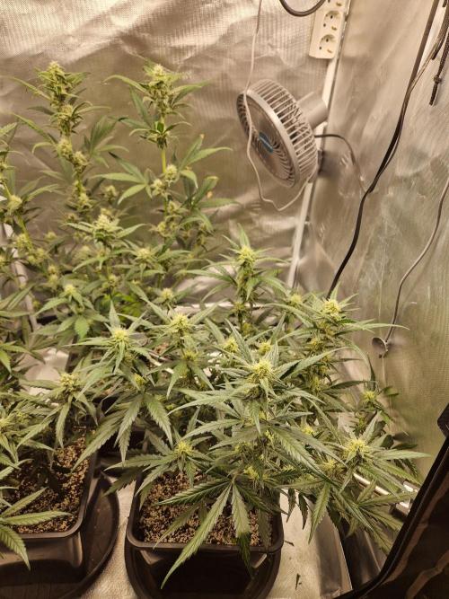 Poison. Week 7