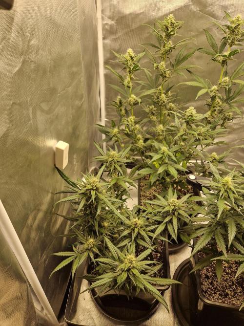 Poison. Week 7