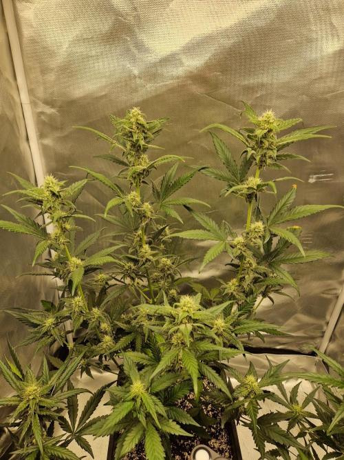 Poison. Week 7