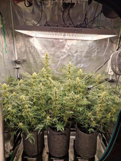 Mutanten. Week 12
