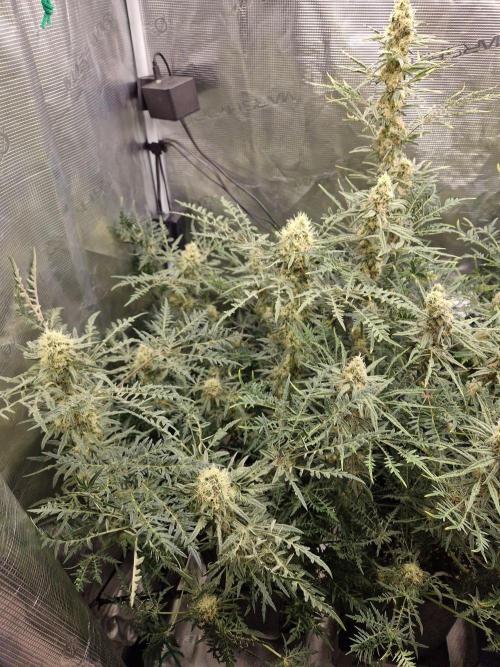 Mutanten. Week 12