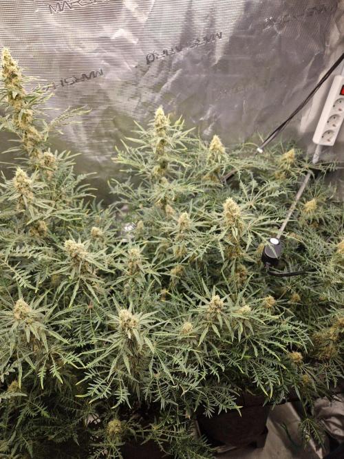 Mutanten. Week 12