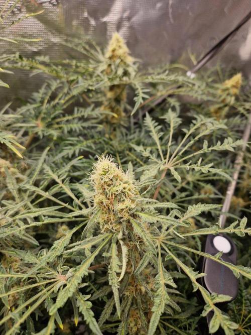 Mutanten. Week 12