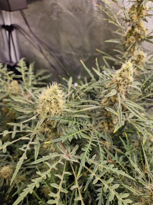 Mutanten. Week 12